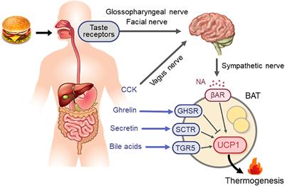 Brown Adipose Tissue, Diet-Induced Thermogenesis, and Thermogenic Food Ingredients: From Mice to Men